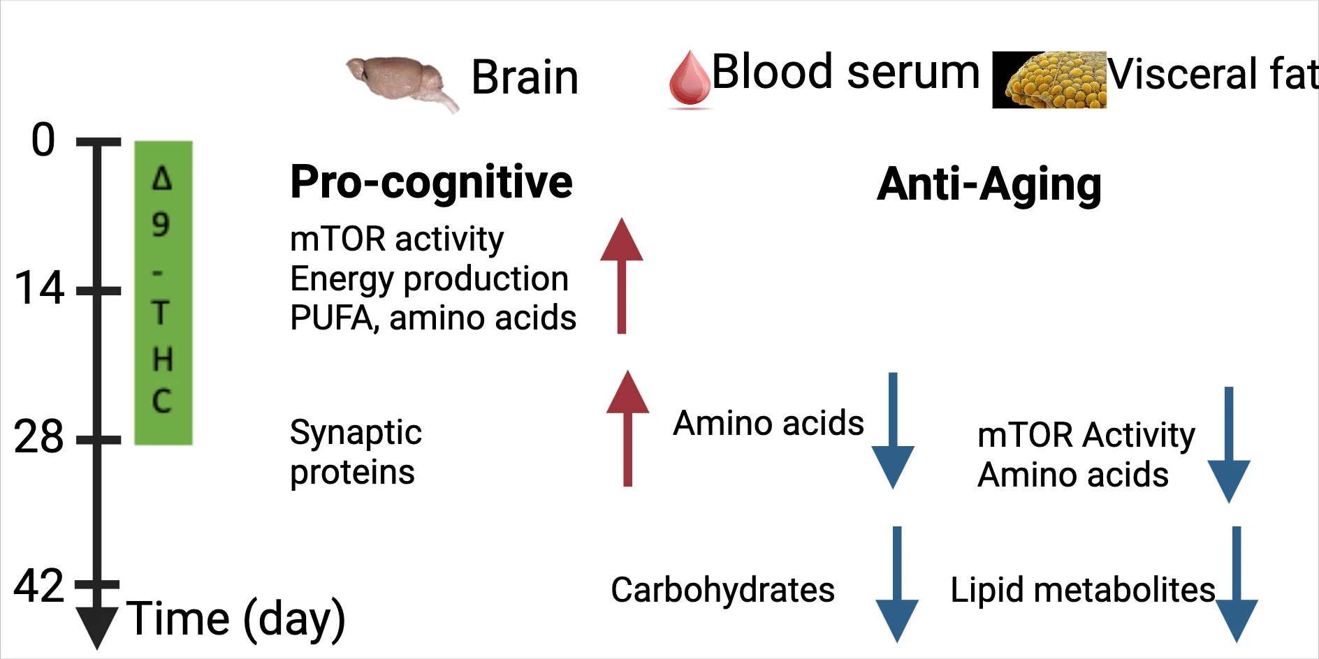 graphical abstract Eng.jpeg